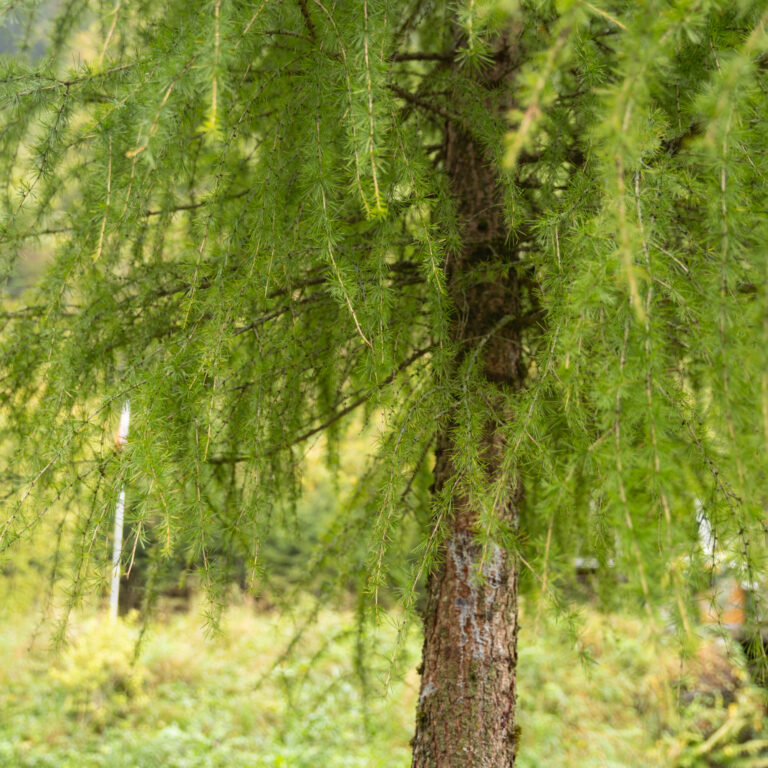 Essbare Wildpflanzen entdecken