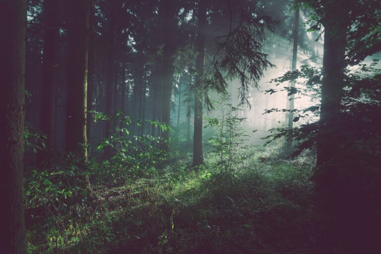 Die 10 schönsten Naturlehrpfade der Schweiz für Familien